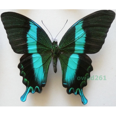 Papilio blumei Boisduval, 1836 Indonesia, Sulawesi 113mm19n